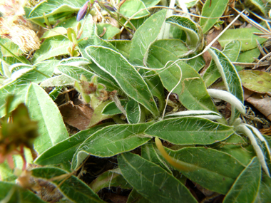 Feuilles entières ovales fortement poilues sur les 2 faces et disposées en rosette basilaire. Agrandir dans une nouvelle fenêtre (ou onglet)